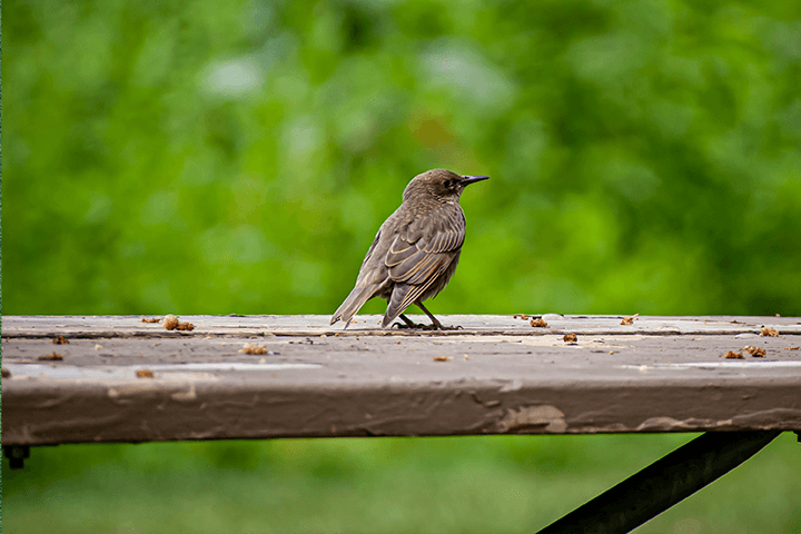 Connection with Nature - Exploring the Benefits of Outdoor Dining: Why Picnic Tables are a Must-Have for Parks 